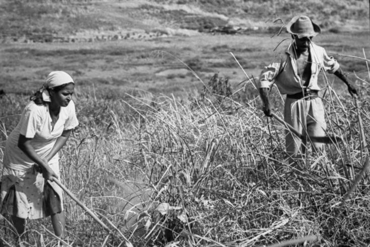 Trinidad and Tobago, farming Black and white image, and man and woman farming