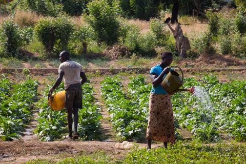 Members of the Cooperative Agriculture Maraicher for Boulbi, nurture their fields of vegetables, as they water and hoe the fields in Kieryaghin village, Burkina Faso on November 8, 2013