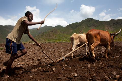 Ethiopia, Tigray region, Rayazebo District. Man working in a field part of the World Bank funded Sustainable Land Management Program.