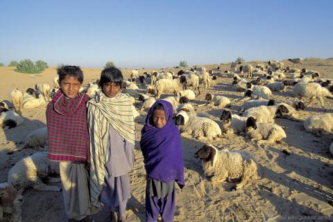 Children with livestock. India.