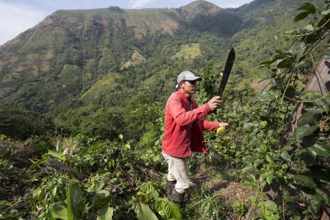 Wilfred Jurado Guaimaral works high on a mountainside on his farm, growing passion fruit in the township of La Paz, Colombia on January 12, 2015.